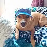 Dog, Blue, Carnivore, Dog breed, Comfort, Working Animal, Fawn, Companion dog, Snout, Hat, Whiskers, Smile, Dog Clothes, Toy Dog, Linens, Canidae, Furry friends, Selfie