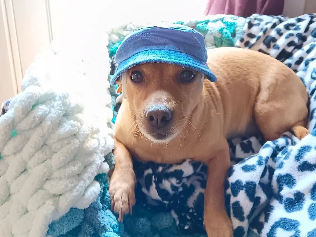 Dog, Blue, Carnivore, Dog breed, Comfort, Working Animal, Fawn, Companion dog, Snout, Hat, Whiskers, Smile, Dog Clothes, Toy Dog, Linens, Canidae, Furry friends, Selfie