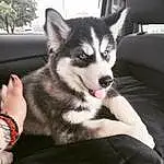 Dog, Sled Dog, Dog breed, Carnivore, Companion dog, Snout, Plant, Working Animal, Terrestrial Animal, Furry friends, Siberian Husky, Flash Photography, Tree, Working Dog, Canis, Canidae, Photo Caption, Non-sporting Group, Ancient Dog Breeds