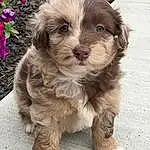 Dog, Plant, Liver, Carnivore, Companion dog, Dog breed, Toy Dog, Working Animal, Font, Flower, Photo Caption, Terrier, Furry friends, Small Terrier, Terrestrial Animal, Puppy love, Whiskers, Puppy, Maltepoo