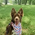 Dog, Plant, Dog breed, Green, Carnivore, Tree, Companion dog, Fawn, Grass, Collar, Snout, Lawn, Dog Supply, Tail, Whiskers, Leash, Herding Dog, Canidae, Working Animal