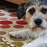 Dog, Dog breed, Carnivore, Companion dog, Wood, Snout, Terrier, Working Animal, Hardwood, Canidae, Toy Dog, Small Terrier, Water Dog, Wood Flooring, Maltepoo, Furry friends, Rug, Wood Stain