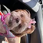Dog, Collar, Carnivore, Pink, Dog breed, Fawn, Companion dog, Toy, Toy Dog, Dog Clothes, Working Animal, Furry friends, Small Terrier, Dog Collar, Dog Supply, Wrinkle, Steering Wheel, Terrier, Canidae