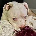 Dog, Dog breed, Carnivore, Fawn, Companion dog, Working Animal, Whiskers, Snout, Terrestrial Animal, Close-up, Canidae, No Expression, Toy Dog, Furry friends, Comfort, Non-sporting Group, Dogo Argentino, Wrinkle, Cordoba Fighting Dog