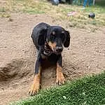 Dog, Dog breed, Working Animal, Carnivore, Grass, Companion dog, Snout, Groundcover, Canidae, Soil, Wheel, Plant, Terrestrial Animal, Montenegrin Mountain Hound, Grassland, Working Dog, Herding Dog, Guard Dog, Tire