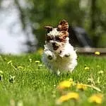 Plant, Flower, Dog, Carnivore, Grass, Fawn, Companion dog, Toy, Toy Dog, Meadow, People In Nature, Happy, Dog breed, Grassland, Snout, Lawn, Terrier, Spring, Whiskers