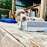 Dog, Wood, Carnivore, Outdoor Furniture, Grass, Fawn, Companion dog, Dog breed, Morning, Leisure, House, Hardwood, Tree, Basket, Sky, Deck, Event, Chair