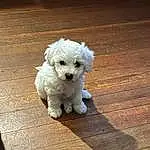 Dog, Dog breed, Carnivore, Companion dog, Toy Dog, Snout, Terrier, Wood, Small Terrier, Hardwood, Working Animal, Canidae, Poodle Crossbreed, Maltepoo, Plank, Non-sporting Group, Furry friends, Poodle
