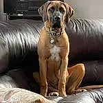 Dog, Couch, Comfort, Carnivore, Collar, Dog breed, Liver, Working Animal, Fawn, Companion dog, Dog Collar, Dog Supply, Snout, Whiskers, Computer Keyboard, Canidae, Pet Supply, Studio Couch, Television