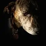 Dog, Carnivore, Dog breed, Whiskers, Snout, Darkness, Working Animal, Terrestrial Animal, Black & White, Guard Dog, Non-sporting Group, Working Dog