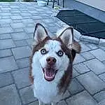 Dog, Plant, Carnivore, Dog breed, Fawn, Whiskers, Companion dog, Felidae, Collar, Small To Medium-sized Cats, Spitz, Sled Dog, Siberian Husky, Fang, Smile, Tail, Furry friends, Houseplant, Working Animal