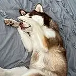 Dog, Carnivore, Comfort, Fang, Felidae, Fawn, Whiskers, Dog breed, Companion dog, Small To Medium-sized Cats, Snout, Terrestrial Animal, Furry friends, Yawn, Foot, Collar, Paw, Sled Dog, Siberian Husky