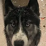 Dog, Dog breed, Carnivore, Whiskers, Snout, Working Animal, Herding Dog, Art, Sled Dog, Companion dog, Furry friends, Canidae, Working Dog, Terrestrial Animal, Canis, Black & White, Wolf, Ancient Dog Breeds, Non-sporting Group