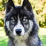 Head, Dog, Eyes, Dog breed, Carnivore, Human Body, Plant, Sled Dog, Whiskers, Wolf, Companion dog, Working Animal, Terrestrial Animal, Snout, Canidae, Furry friends, Grass, Canis, Art