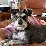 Dog, Carnivore, Comfort, Dog breed, Fawn, Couch, Companion dog, Standard Schnauzer, Snout, Schnauzer, Toy Dog, Working Animal, Terrier, Small Terrier, Living Room, Dog Supply, Room, Canidae, Chair