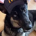 Dog, Dog breed, Carnivore, Companion dog, Collar, Snout, German Shepherd Dog, Dog Collar, Whiskers, Herding Dog, Baseball Cap, Furry friends, Electric Blue, Personal Protective Equipment, Cap, Canidae, Working Animal, Working Dog, Fashion Accessory