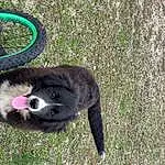 Plant, Tire, Wheel, Carnivore, Grass, Dog breed, Terrestrial Animal, Automotive Tire, Groundcover, Snout, Companion dog, Terrestrial Plant, Working Animal, Synthetic Rubber, Natural Material, Furry friends, Circle, Canidae, Soil