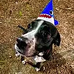 Dog, Carnivore, Dog breed, Collar, Grass, Party Hat, Dog Supply, Snout, Dog Collar, Whiskers, Canidae, Working Animal, Companion dog, Personal Protective Equipment, Carmine, Working Dog, Non-sporting Group, Guard Dog