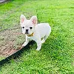 Dog, Dog breed, Carnivore, Plant, Grass, Fawn, Companion dog, Grassland, Tail, Working Animal, Terrestrial Animal, Groundcover, Pasture, Canidae, Toy Dog, Puppy, Field, Non-sporting Group