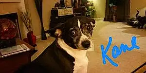 Name Boston terrier Dog Kane