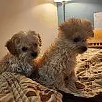 Dog, Dog breed, Carnivore, Fawn, Companion dog, Dog Supply, Toy Dog, Working Animal, Snout, Terrier, Small Terrier, Picture Frame, Canidae, Furry friends, Tableware, Maltepoo, Shih-poo, Yorkipoo, Poodle Crossbreed