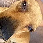 Dog, Carnivore, Dog breed, Whiskers, Fawn, Snout, Companion dog, Close-up, Ear, Liver, Canidae, Collar, Working Animal, Working Dog, Photography