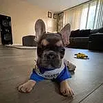 Dog, Dog breed, Ear, Carnivore, Window, Whiskers, Fawn, Companion dog, Working Animal, Toy Dog, Dog Clothes, Snout, Bulldog, Curtain, Comfort, French Bulldog, Personal Protective Equipment, Wood