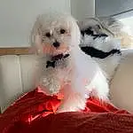 Dog, Dog breed, Carnivore, Companion dog, Toy Dog, Snout, Dog Supply, Canidae, Water Dog, Furry friends, Working Animal, Maltepoo, Terrier, Mal-shi, Non-sporting Group, Bichon, Small Terrier, Puppy, Shih-poo