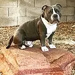 Dog, Bulldog, Carnivore, Dog breed, Fawn, Companion dog, Snout, Grass, Terrestrial Animal, White English Bulldog, Liver, Molosser, Wood, Working Animal, Canidae, Wrinkle, Working Dog, Non-sporting Group, Ancient Dog Breeds