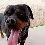 Dog, Dog breed, Carnivore, Fawn, Companion dog, Working Animal, Collar, Snout, Terrestrial Animal, Dobermann, Canidae, Plant, Foot, Working Dog, Dog Supply, Paw, Whiskers, Guard Dog, Scent Hound