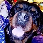 Dog, Dog breed, Carnivore, Purple, Companion dog, Snout, Electric Blue, Canidae, Working Animal, Furry friends, Guard Dog, Working Dog, Puppy, Rottweiler, Giant Dog Breed