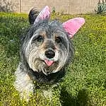 Plant, Flower, Dog, Carnivore, Dog breed, Grass, Companion dog, Groundcover, Snout, Dog Supply, Terrier, Canidae, Small Terrier, Herbaceous Plant, Toy Dog, Garden, Shrub, Working Animal, People In Nature