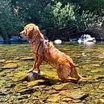 Water, Dog, Plant, Tree, Carnivore, Dog breed, Working Animal, Fawn, Companion dog, Wood, People In Nature, Gun Dog, Lake, Retriever, Soil, Tail, Recreation, Canidae, Stream