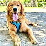 Dog, Plant, Carnivore, Tree, Dog breed, Fawn, Companion dog, Working Animal, Road Surface, Liver, Retriever, Paw, Canidae, Working Dog, Soil, Walking