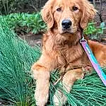 Dog, Plant, Dog breed, Carnivore, Liver, Grass, Companion dog, Fawn, Snout, Gun Dog, Canidae, Retriever, Terrestrial Animal, Furry friends, Wood, Hunting Dog, Tree, Tail