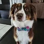 Dog, Carnivore, Collar, Dog breed, Whiskers, Companion dog, Working Animal, Snout, Herding Dog, Dog Collar, Pet Supply, Leash, Furry friends, Canidae, Tail, Working Dog, Scotch Collie, Scent Hound, Dog Supply