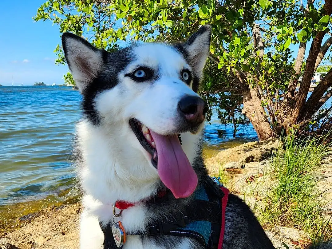 Dog, Plant, Water, Dog breed, Sky, Carnivore, Jaw, Sled Dog, Collar, Tree, Companion dog, Snout, Siberian Husky, Canidae, Furry friends, Working Animal, Working Dog, Canis, Dog Collar
