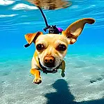 Dog, Water, Sunglasses, Dog breed, Carnivore, Companion dog, Fawn, Eyewear, Happy, Snout, Sky, Canidae, Dog Supply, Personal Protective Equipment, Toy Dog, Whiskers, Travel, Adventure, Fun