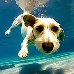 Dog, Water, Carnivore, Dog breed, Companion dog, Happy, Snout, Canidae, Terrier, Leisure, Working Animal, Ancient Dog Breeds