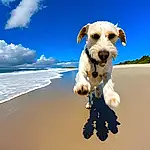 Water, Sky, Cloud, Dog, Dog breed, Carnivore, Companion dog, Fawn, Dog Supply, Beach, Working Animal, Pet Supply, Snout, Landscape, Cumulus, Canidae, Happy, Terrier, Natural Landscape