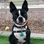 Dog, Dog breed, Carnivore, Collar, Companion dog, Fawn, Dog Collar, Bulldog, Snout, Grass, Boston Terrier, Window, Canidae, Fashion Accessory, Working Animal, Leash, Whiskers, Non-sporting Group, Working Dog