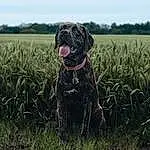 Dog, Plant, Dog breed, Sky, Carnivore, Fawn, Grass, Companion dog, Grassland, Meadow, Cloud, Landscape, Agriculture, Prairie, Tree, Working Animal, Pasture, Canidae, Field