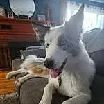 Dog, Dog breed, Carnivore, Whiskers, Fawn, Companion dog, Couch, Spitz, Snout, Comfort, Samoyed, Working Animal, Furry friends, Canidae, Toy Dog, Paw, Dog Supply, Polka Dot, Working Dog
