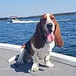 Water, Sky, Dog, Dog breed, Carnivore, Boat, Companion dog, Lake, Vehicle, Snout, Watercraft, Recreation, Hound, Collar, Canidae, Leisure, Scent Hound, Naval Architecture, Dog Supply
