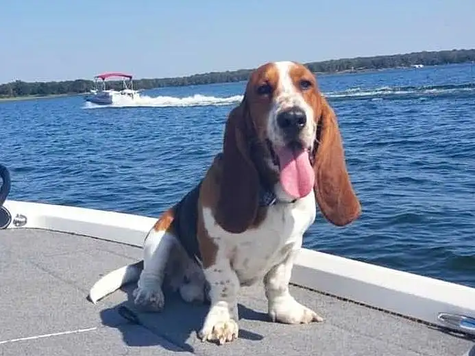 Water, Sky, Dog, Dog breed, Carnivore, Boat, Companion dog, Lake, Vehicle, Snout, Watercraft, Recreation, Hound, Collar, Canidae, Leisure, Scent Hound, Naval Architecture, Dog Supply