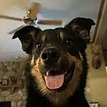 Dog, Dog breed, Jaw, Carnivore, Ear, Fawn, Companion dog, Whiskers, Snout, Fang, Smile, Working Animal, Furry friends, Canidae, East-european Shepherd, Terrestrial Animal, King Shepherd, Working Dog, German Shepherd Dog