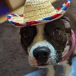 Head, Party Hat, Eyes, Dog, Hat, Sunglasses, Sun Hat, Fedora, Vision Care, Dog breed, Carnivore, Working Animal, Collar, Eyewear, Fawn, Companion dog, Dog Collar, Cowboy Hat, Fashion Accessory
