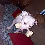 Dog, Dog breed, Carnivore, Fawn, Companion dog, Snout, Comfort, Working Animal, Pet Supply, Tail, Dog Supply, Couch, Canidae, Dogo Guatemalteco, Non-sporting Group, Dogo Argentino, Cordoba Fighting Dog
