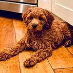Dog, Dog breed, Carnivore, Liver, Wood, Companion dog, Snout, Working Animal, Water Dog, Hardwood, Canidae, Terrier, Toy Dog, Furry friends, Chair, Terrestrial Animal, Maltepoo, Small Terrier