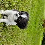 Dog breed, Plant, Grass, Companion dog, Terrestrial Plant, Skunk, Terrestrial Animal, Tail, Canidae, Furry friends, Pasture